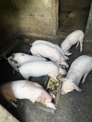 Purcei de vânzare.