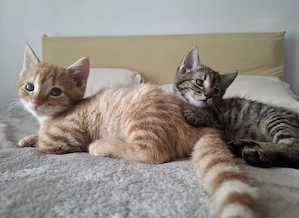 pisoiasi pentru adoptie