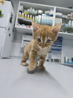 pisoiasi pentru adoptie - imagine 4