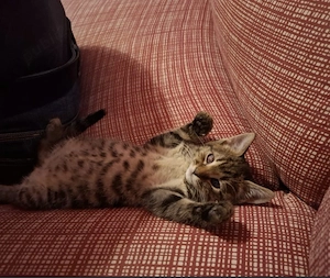 pisoiasi pentru adoptie - imagine 2