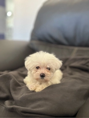 baiat bichon maltese - imagine 2
