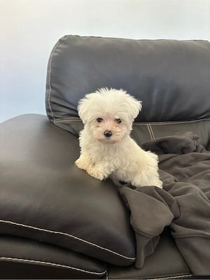 baiat bichon maltese - imagine 3