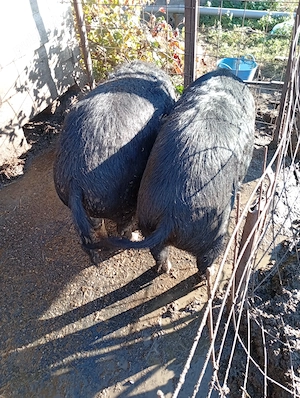 De vânzare porci pentru craciun