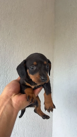 Pui teckel dachshund