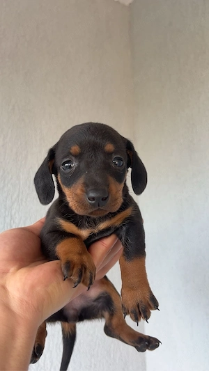 Pui teckel dachshund - imagine 4