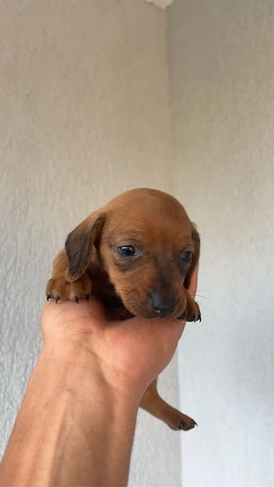 Pui teckel dachshund - imagine 3