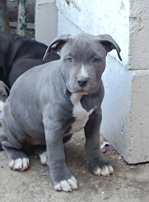 Disponibili pentru rezervare pui bully xl de 5 săptămâni 