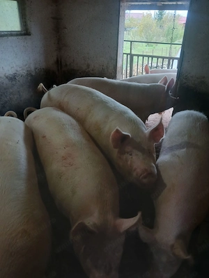 Vând porci grașii  - imagine 3