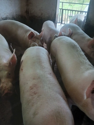 Vând porci grașii 