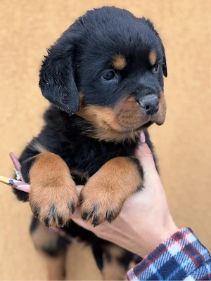 vand 2 fete rottweiler - imagine 2