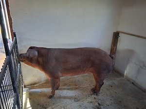 Purcea duroc de vanzare