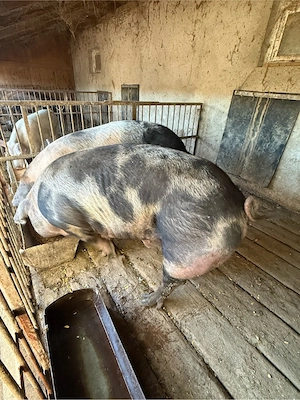 disponibili porci 200-250kg 2 mascuri - imagine 5