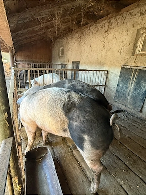 disponibili porci intre 200 si 250kg  - imagine 2