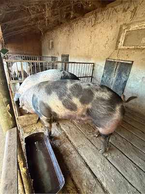 disponibili porci intre 200 si 250kg  - imagine 5
