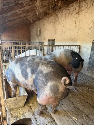 disponibili porci intre 200 si 250kg  - imagine 3