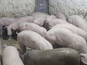 vand 15 soldani rasa de calitate de de carne 14 mascul castrati si o femela medie 40 kg - imagine 5