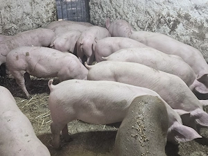 vand 15 soldani rasa de calitate de de carne 14 mascul castrati si o femela medie 40 kg - imagine 4