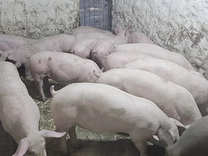 vand 15 soldani rasa de calitate de de carne 14 mascul castrati si o femela medie 40 kg - imagine 2