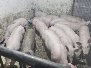 vand 15 soldani rasa de calitate de de carne 14 mascul castrati si o femela medie 40 kg - imagine 3