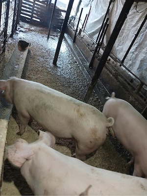 porci de vanzare - imagine 4