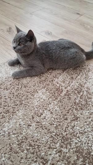 Băiețel British Shorthair Blue  - imagine 2