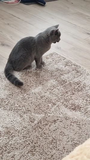 Băiețel British Shorthair Blue  - imagine 3