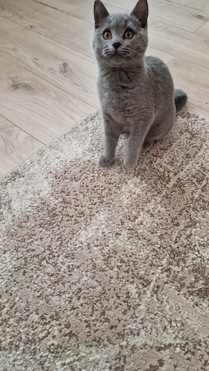 Băiețel British Shorthair Blue  - imagine 4