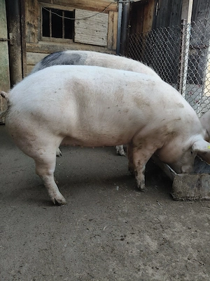 porci 100-160 kg  - imagine 4