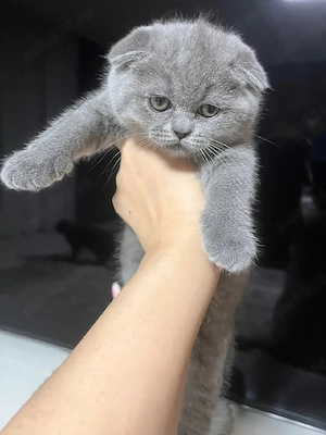 Scottish fold 