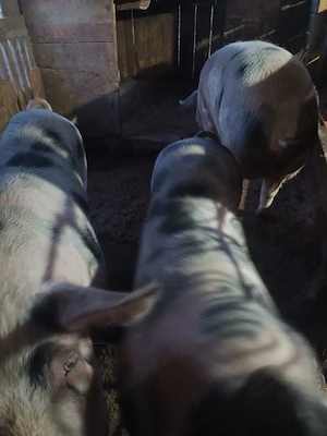 Scroafe de vânzare!