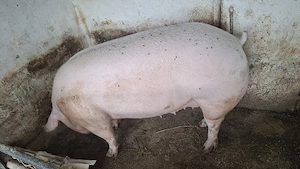Scroafă mare 