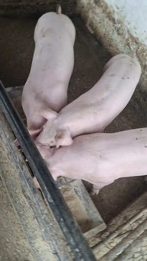 porci in jur de 50 kg - imagine 2