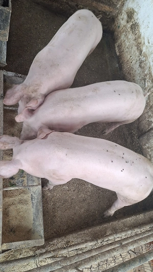 porci in jur de 50 kg