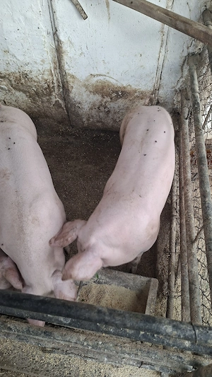 porci in jur de 50 kg - imagine 5