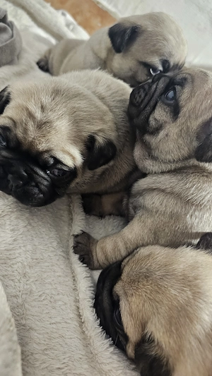 Vand rasa mops pug 3 baietei si 2 fetite - imagine 2