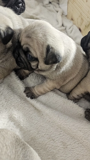 Vand rasa mops pug 3 baietei si 2 fetite - imagine 3