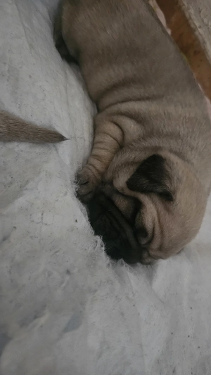 Vand rasa mops pug 3 baietei si 2 fetite