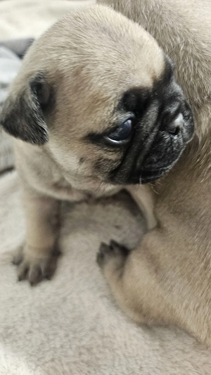 Vand rasa mops pug 3 baietei si 2 fetite - imagine 4