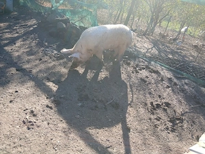 vier de vanzare 