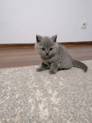 Pisicuțe british shorthair  - imagine 3
