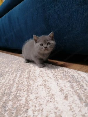 Pisicuțe british shorthair  - imagine 4