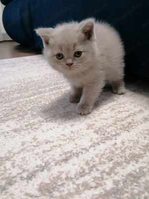 Pisicuțe british shorthair  - imagine 2