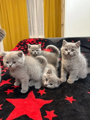 4 motănei de vânzare, în vârstă de 2 luni - imagine 2