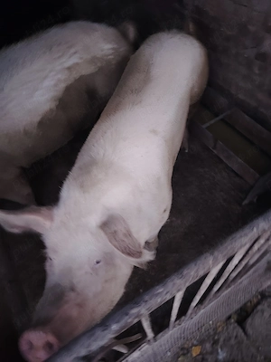 Vand porc de Craciun 