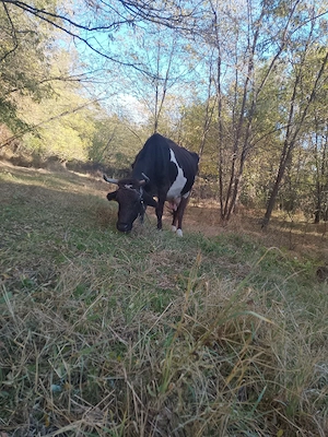 vaca de vanzare
