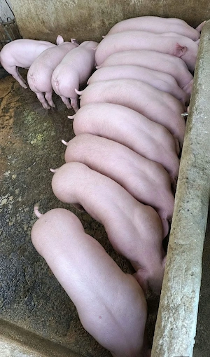 vand 15 soldani rasa de calitate de de carne 14 mascul castrati si o femela medie 40 kg