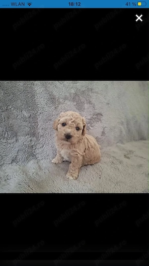 Catelusi Maltipoo