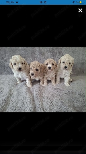 Catelusi Maltipoo - imagine 2