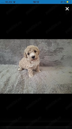 Catelusi Maltipoo - imagine 3