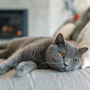 Motan British Shorthair  - imagine 2